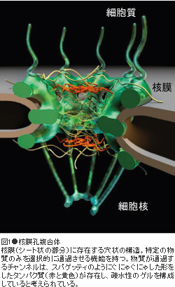 図1●核膜孔複合体核膜(シート状の部分)に存在する穴状の構造。特定の物質のみを選択的に通過させる機能を持つ。物質が通過するチャンネルは、スパゲッティのようにぐにゃぐにゃした形をしたタンパク質(赤と黄色)が存在し、疎水性のゲルを構成していると考えられている。