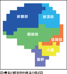 図4●脳の解剖学的構造の模式図