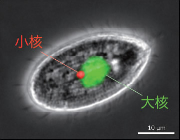 図1●繊毛虫テトラヒメナ（Tetrahymena thermophila）