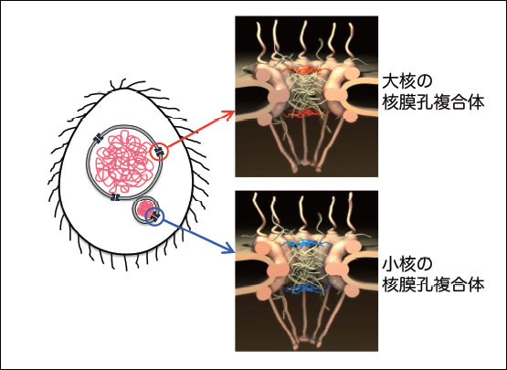 図3●テトラヒメナの核膜孔複合体とNup98