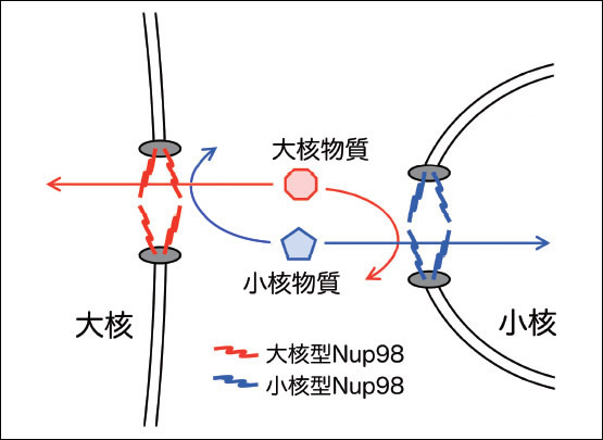 図4●Nup98による誤方向への核内輸送に対する阻害効果
