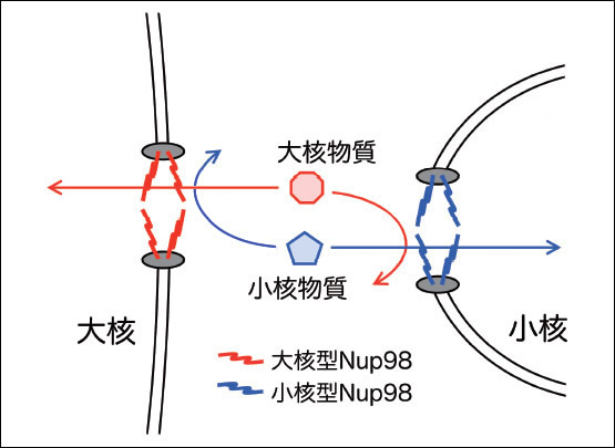 図4●Nup98による誤方向への核内輸送に対する阻害効果