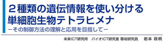 ２種類の遺伝情報を使い分ける単細胞生物テトラヒメナ-その制御方法の理解と応用を目指して-　未来ICT研究所　バイオICT研究室 専攻研究員　岩本 政明