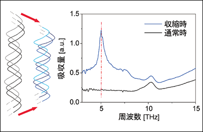 図2●コラーゲンの収縮のイメージと吸収特性