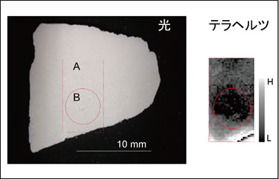 図3●甲イカの骨の写真とテラヘルツイメージ