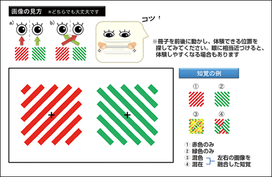 図2●両眼視野闘争の例