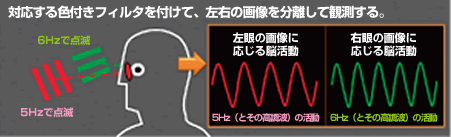 図3●周波数標識法によって誘発されるMEG信号の概念図