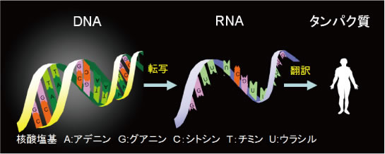 図1●遺伝情報伝達の流れ