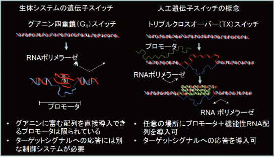 図3●人工遺伝子スイッチ