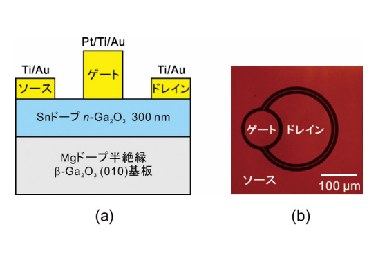 図2●Ga2O3 MESFETの（a） 断面模式図、（b） 光学顕微鏡写真