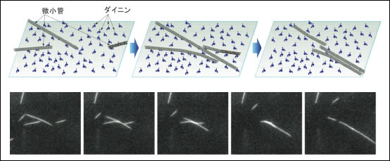 図2●試験管内運動再構築実験における微小管の衝突