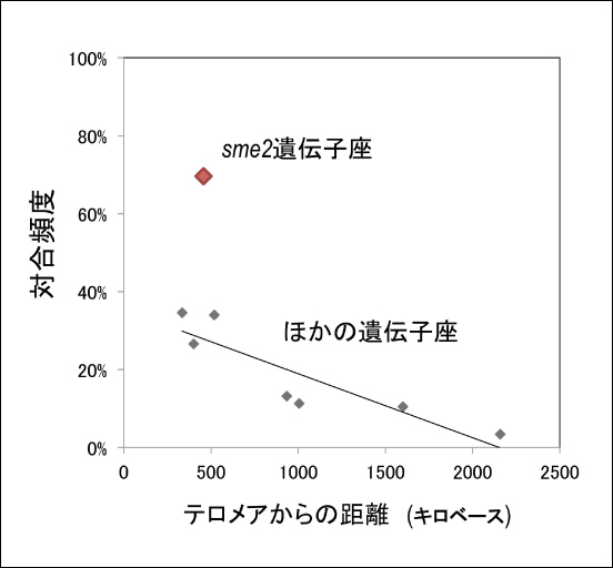 図1●高い対合頻度を示すsme2遺伝子座