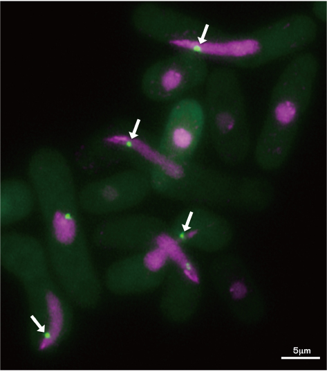 図2●sme2遺伝子座に局在する非コードRNA