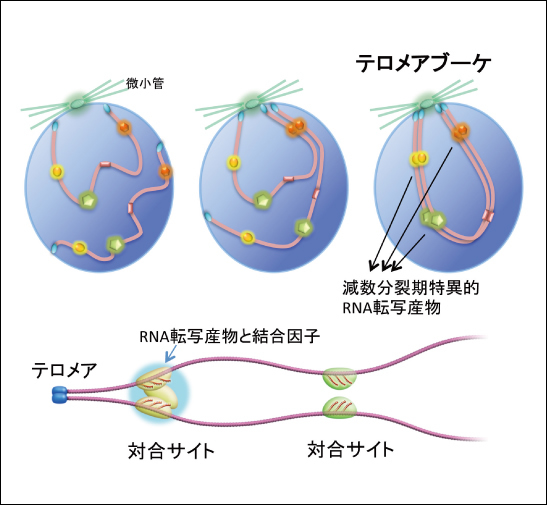 図3●相同染色体対合のモデル図