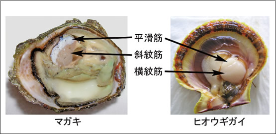 図1　マガキとヒオウギガイの貝柱の筋肉