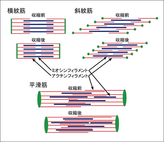 図2　筋肉の種類によるフィラメント配置の違い