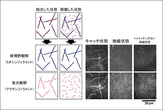 図3　光学顕微鏡によるフィラメント間相互作用の観察