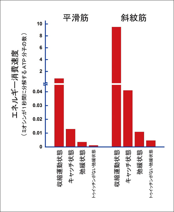 図4　マガキの2つの筋肉における、状態によるエネルギー消費の違い